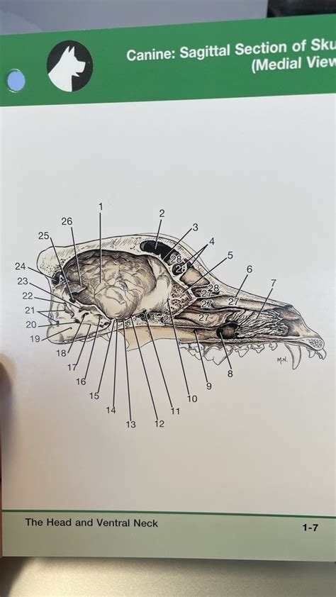 Sagittal Section Of Skull Diagram Quizlet