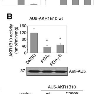 Effect Of Various Cyclopentenones And Reported AKR Inhibitors On AKR