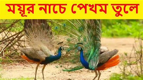 Peacock Dance ময়ূর নাচে পেখম তুলে Youtube