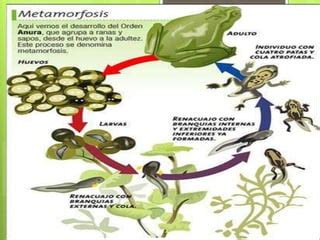 Ciclo Biol Gico De Los Seres Vivos Ppt