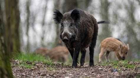 Allesfresser Im Wald Begegnung Mit Wildschwein Wie Verh Lt Man Sich