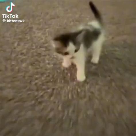 funny cat  toy