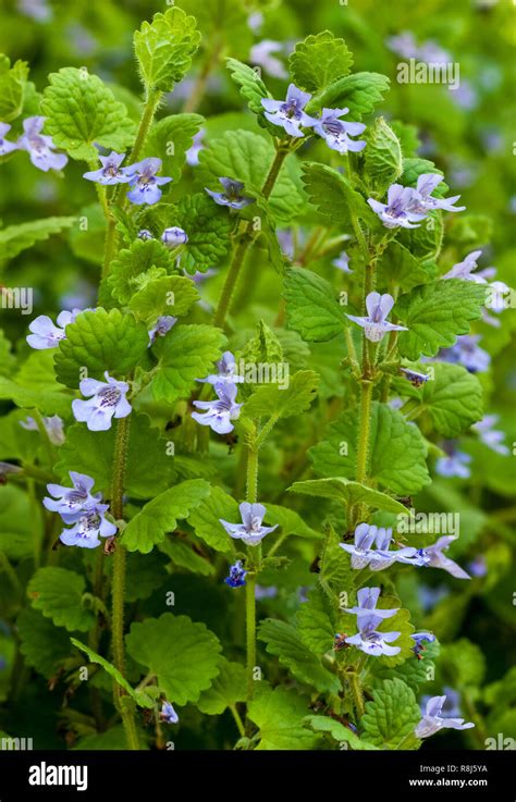 Gill Over The Ground Creeping Charlie Ground Ivy Glechoma Hederacea