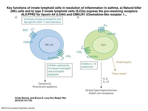 Key Functions Of Innate Lymphoid Cells In Resolution Of Inflammation In