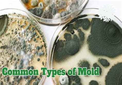 Most Common Mold Types In Home And How To Identify Them