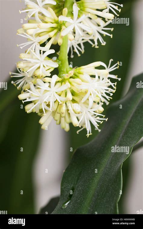 Dracaena Fragrans Cornstalk Dracaena Flower Stock Photo Alamy