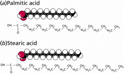 Chemistry Ii Water And Organic Molecules