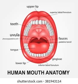 Structure Oral Cavity Human Mouth Anatomy Stock Vector (Royalty Free ...