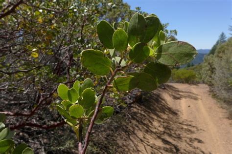 Common Manzanita Annadel Plants INaturalist