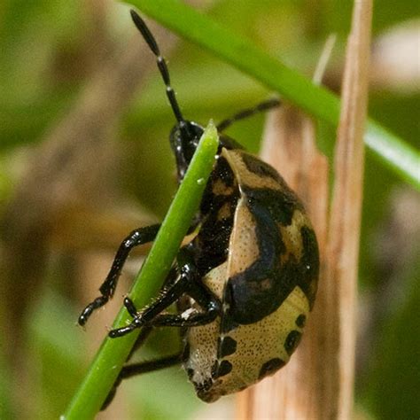 Ladybird Beetle Cosmopepla Lintneriana Bugguidenet