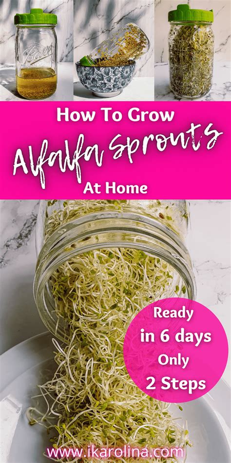 How To Grow Alfalfa Sprouts At Home Ikarolina Recipe Alfalfa