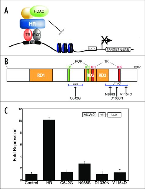 Hr Regulation Of Gene Expression A Schematic Representation Of Hr