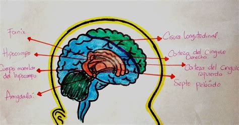 Tarea Corteza Cerebral Y Complejidad Humana Explicaci N Del Sistema