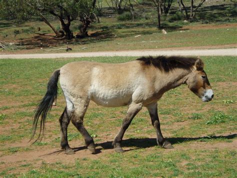 Free Mongolian Wild Horse Stock Photo - FreeImages.com