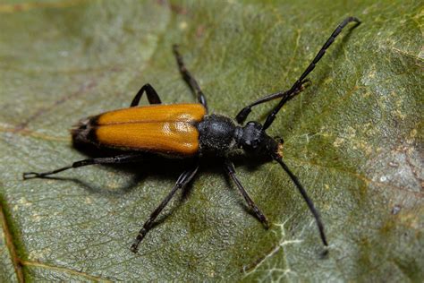 Paracorymbia Fulva Tawny Longhorn Male Cerambycidae Flickr