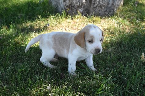 Lemon Beagle Puppies for Sale! » Jacobson Kennel