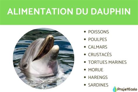 QUE MANGE Le DAUPHIN ALIMENTATION Du DAUPHIN