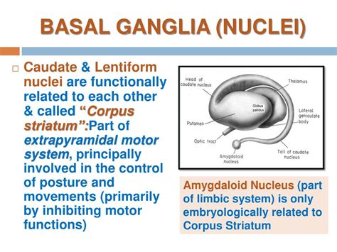 Ppt Basal Ganglia Powerpoint Presentation Free Download Id2147155