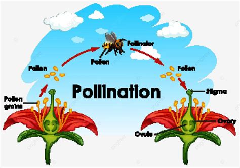 Diagram Showing Pollination With Flower And Bee Plant Eps Tiny Vector