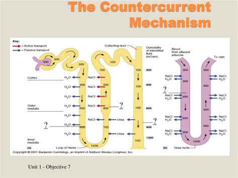 PPT - Kidney Day : Introduction PowerPoint Presentation, free download ...