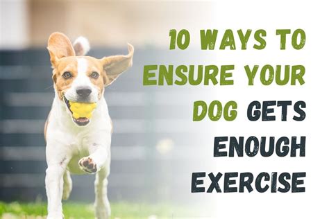 10 Ways To Ensure Your Dog Gets Enough Exercise