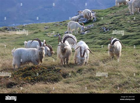 Kashmiri Goats on the Great Orme, near Llandudno, North Wales Stock ...