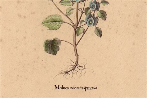 Vintage Lithograph Impression Of Antique Botanical Print Moluca