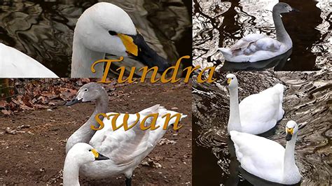 Watch Tundra Swan Prime Video