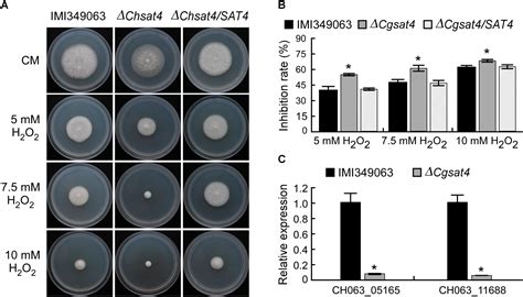 Frontiers Pleiotropic Roles Of Chsat4 In Asexual Development Cell