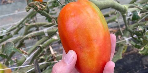 Dernière semaine pour les tomates Cueillette de Torfou