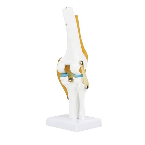 Buy Life Size Human Knee Joint Model Knee Joint Model For Skeleton