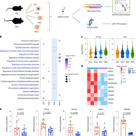 Schematic Showing P53 Role In Cancer Stemness A Wildtype P53 Can