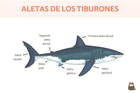 Partes de un tiburón Guía completa de anatomía