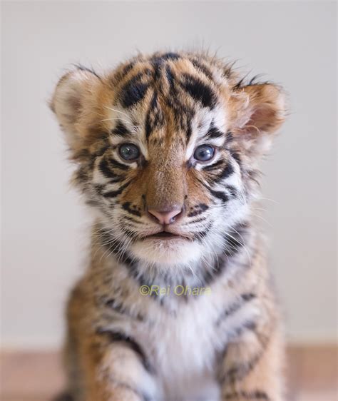 トラの赤ちゃん By Gfx50s 小原玲動物写真家）のブログ