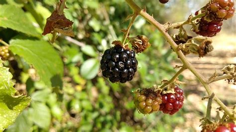 Blackberries Fruits Berries Free Photo On Pixabay Pixabay