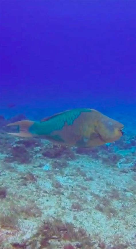 Rainbow parrotfish | Scarus guacamaia