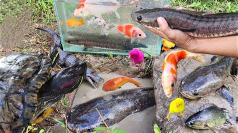 Menangkap Ikan Lele Raksasa Ikan Hias Ikan Warna Warni Koi Gabus