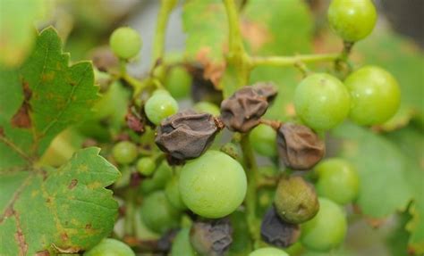 Grapevine Downy mildew - Plasmopara viticola, Nexles