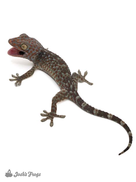 Tokay Gecko Gekko Gecko Captive Bred