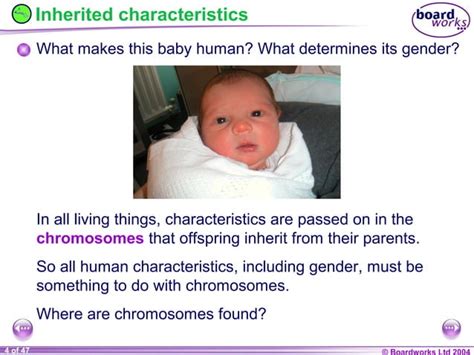 Chromosomes, Genes & DNA | PPT | Free Download