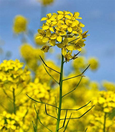 Brassica napus - Monaco Nature Encyclopedia