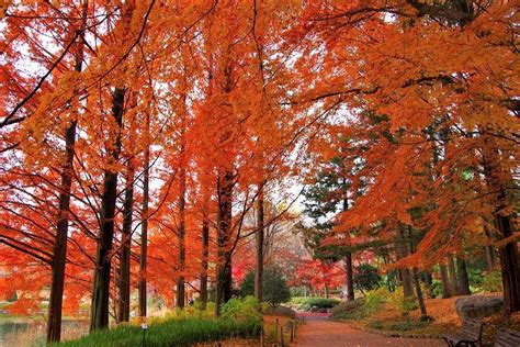 宇都宮市 栃木県中央公園 紅葉