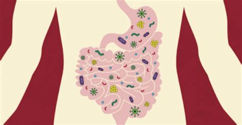 Monday article #50: The association of our gut microbiota and immune ...