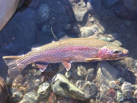 Native Trout Fly Fishing Coastal Rainbow Trout