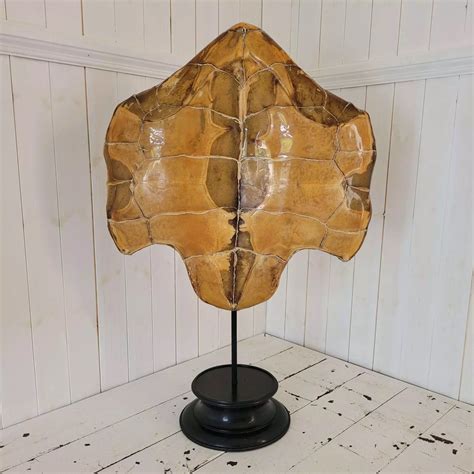 Early 20th century Sea Turtle Plastron in Antique Taxidermy