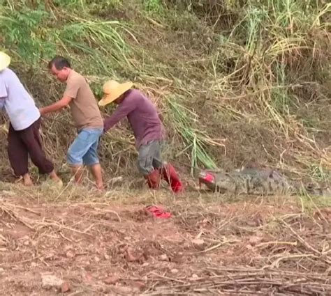 Capturados Dos Crocodilos Que Escaparam De Quinta No Sul Da China