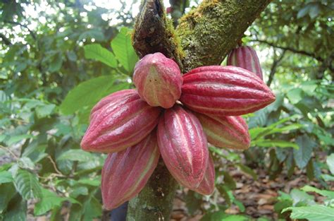 Rd Alcanzar Producci N R Cord De Cultivo De Cacao