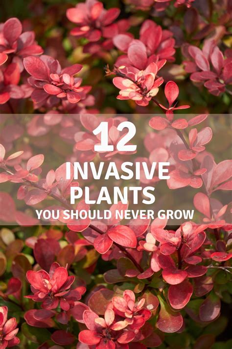 12 Common Invasive Plants You Should Never Plant In Your Yard Artofit