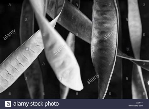 Acacia Pods Hi Res Stock Photography And Images Alamy