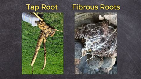 How Plant Roots Work Growit Buildit